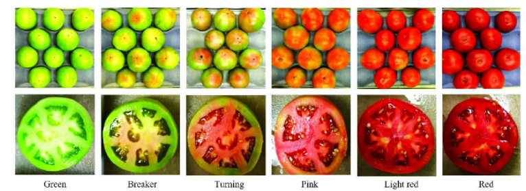 高光譜成像技術(shù)的番茄果實(shí)成熟度研究01
