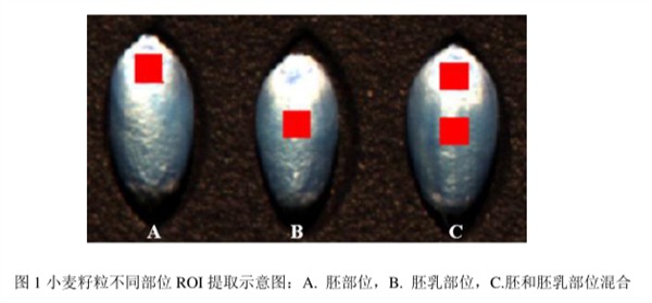 圖1小麥籽粒不同部位ROI提取示意圖：A.胚部位，B.胚乳部位，C.胚和胚乳部位混合